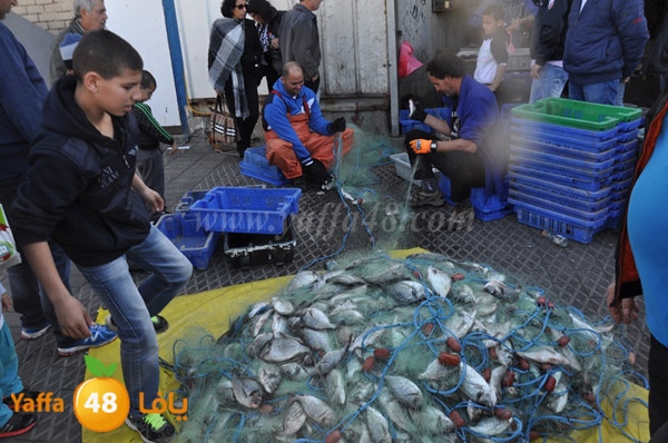 samak denisss (17).JPG